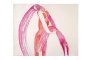 « Louise Bourgeois. Extrême Tension. Dessins et gravures »
