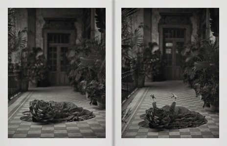 Birds of Mexico City