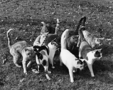 Family Cats